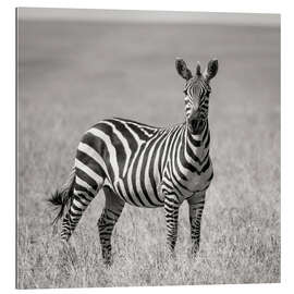 Galleriprint Lonely zebra