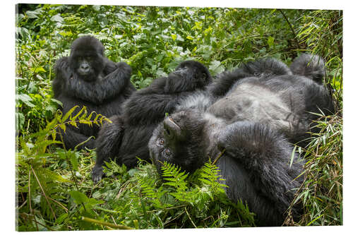 Akrylbilde Mountain gorillas resting in the rainforest