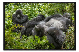Gerahmter Kunstdruck Berggorillas ruhend im Regenwald