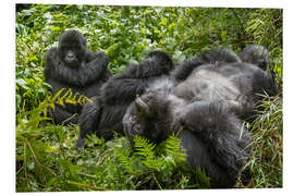 Foam board print Mountain gorillas resting in the rainforest