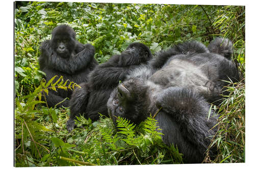 Gallery Print Berggorillas ruhend im Regenwald