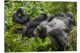 Gallery print Mountain gorillas resting in the rainforest