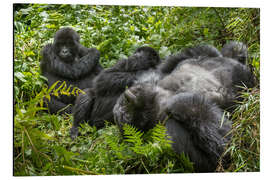 Magnettafel Berggorillas ruhend im Regenwald