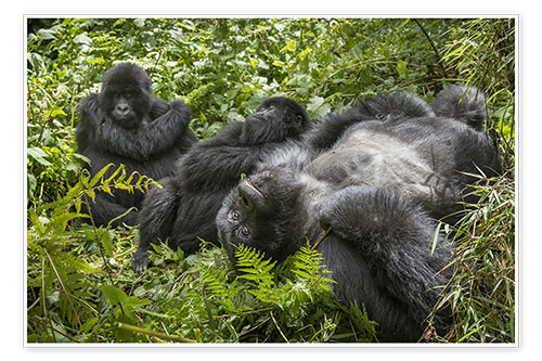 Plakat Mountain gorillas resting in the rainforest