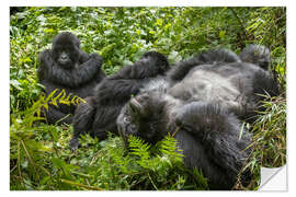 Wandsticker Berggorillas ruhend im Regenwald