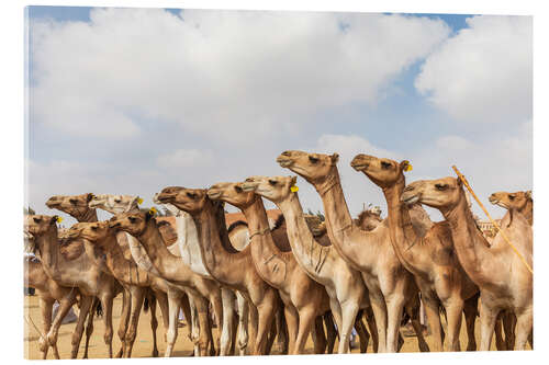 Acrylic print Herd of camels