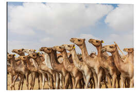 Aluminium print Herd of camels