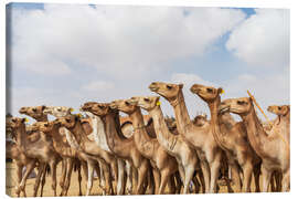 Canvas print Herd of camels