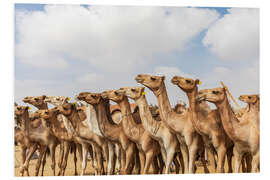 Foam board print Herd of camels