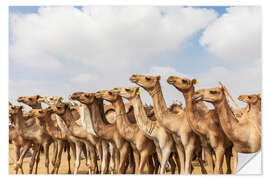 Naklejka na ścianę Herd of camels