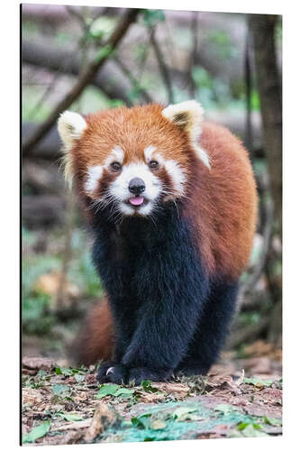 Aluminium print Red panda