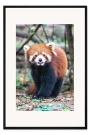 Gerahmter Kunstdruck Roter Panda