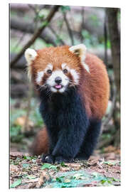 Gallery print Red panda