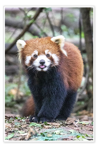 Poster Red panda