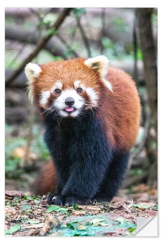 Naklejka na ścianę Red panda