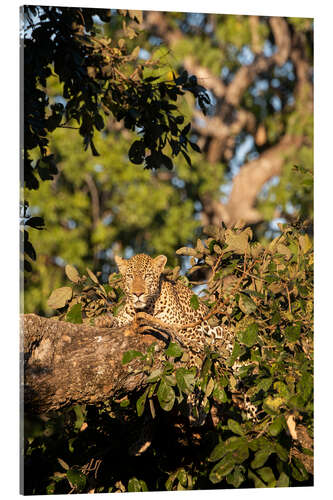 Acrylglasbild Afrikanischer Leopard im Baum