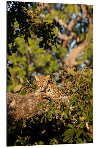 Aluminiumsbilde African leopard in the tree