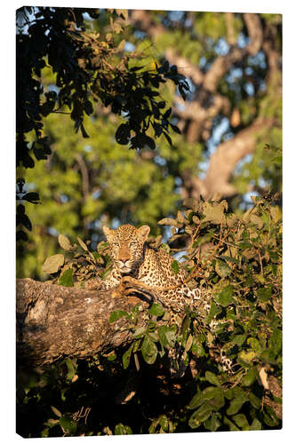 Lienzo Leopardo africano en el árbol