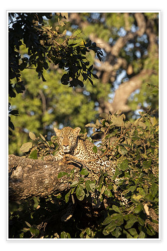Poster African leopard in the tree