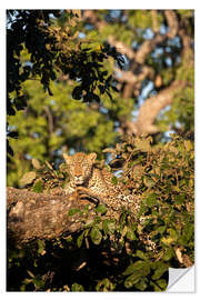 Selvklebende plakat African leopard in the tree