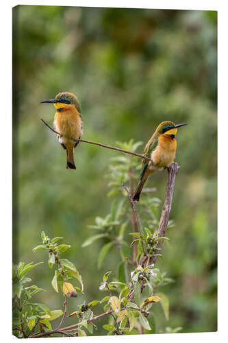 Canvas print Little bee-eater bird