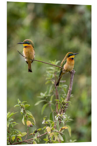 Foam board print Little bee-eater bird