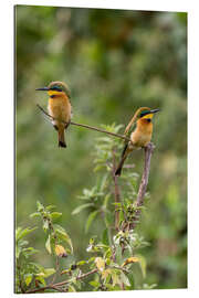 Gallery print Little bee-eater bird