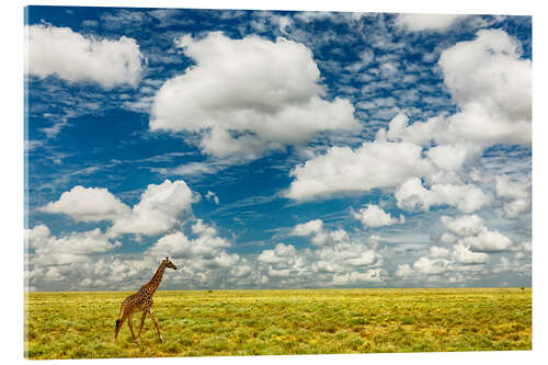 Acrylic print Giraffe on open plains