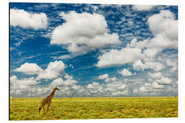 Aluminium print Giraffe on open plains