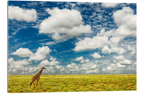 Galleriataulu Giraffe on open plains