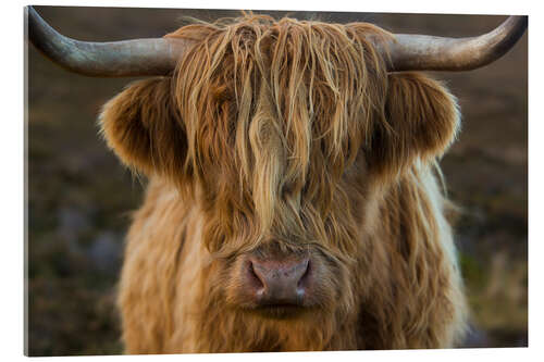 Akrylbilde Cuddly highland cattle