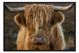 Gerahmter Kunstdruck Kuscheliges Hochlandrind