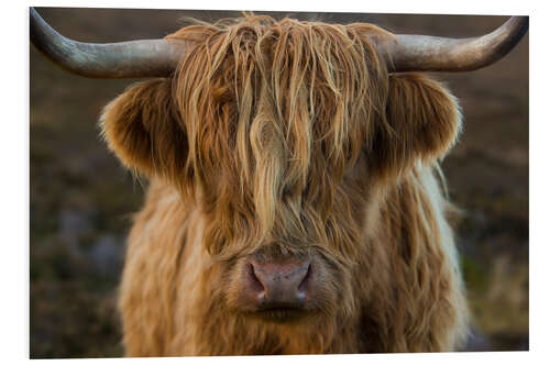 Foam board print Cuddly highland cattle