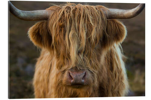 Galleriataulu Cuddly highland cattle