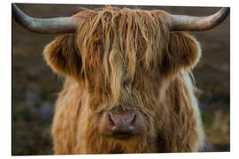 Magnettafel Kuscheliges Hochlandrind