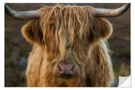 Wall sticker Cuddly highland cattle