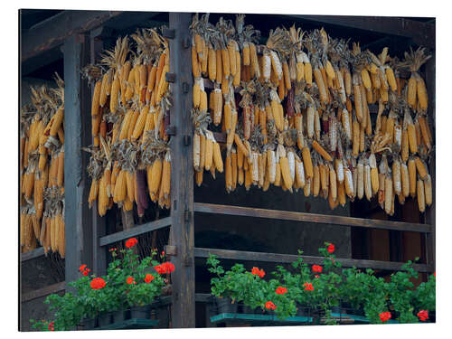 Aluminiumsbilde Corn on the cob drying on Lake Molveno