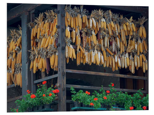 Obraz na PCV Corn on the cob drying on Lake Molveno