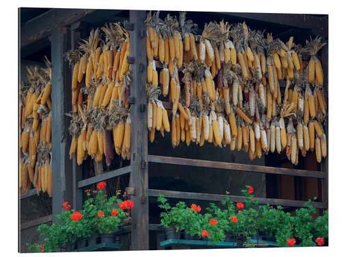 Cuadro de plexi-alu Corn on the cob drying on Lake Molveno