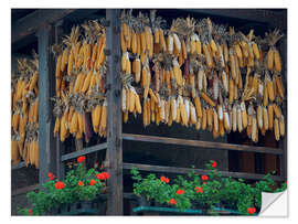 Selvklebende plakat Corn on the cob drying on Lake Molveno