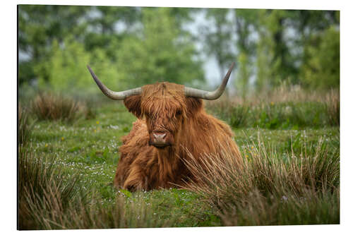 Aluminium print Highland cattle in a meadow