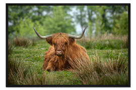 Gerahmter Kunstdruck Hochlandrind auf einer Wiese