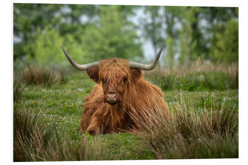 Foam board print Highland cattle in a meadow