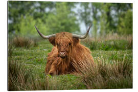 Galleriprint Highland cattle in a meadow