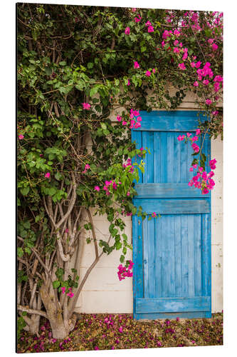 Print på aluminium Blue door with bougainvillea