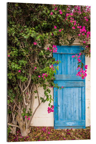 Galleritryk Blue door with bougainvillea