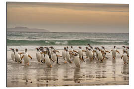 Aluminium print Gentoo penguins on a walk