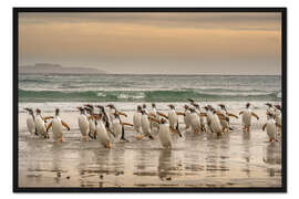 Gerahmter Kunstdruck Eselspinguine beim Spaziergang
