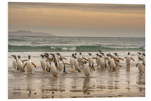 Foam board print Gentoo penguins on a walk