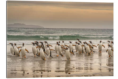 Galleriprint Gentoo penguins on a walk